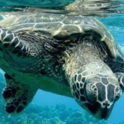 Tortue de mer des Philippines