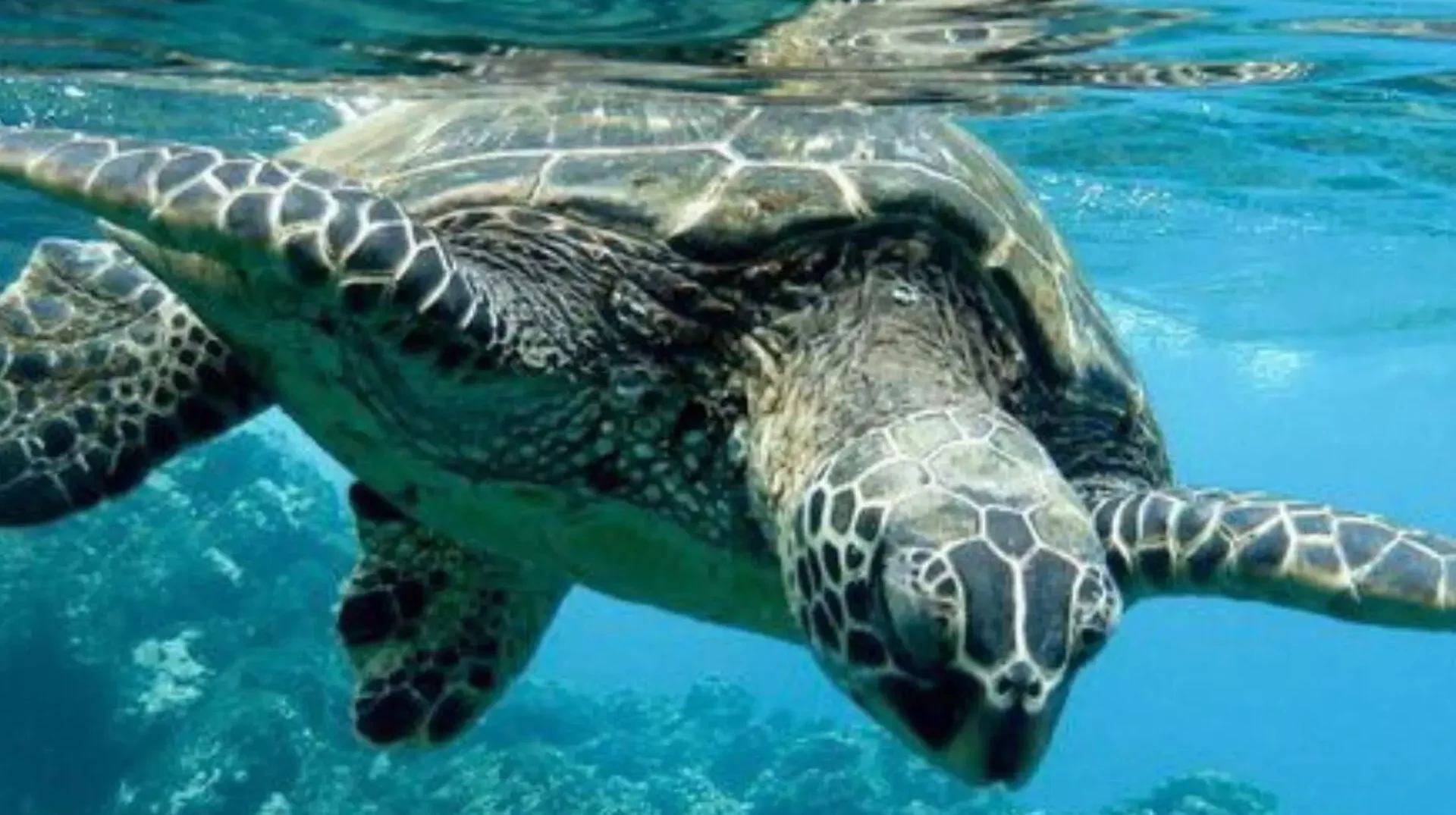 Tortue de mer des Philippines